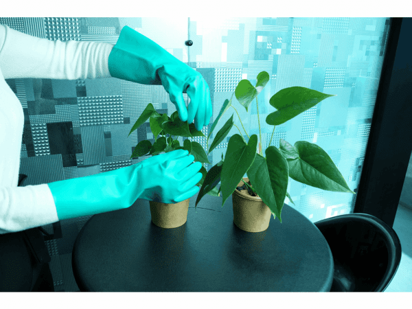foto da luva nitrílica multiuso, mãos usando luvas verdes, cuidando de uma planta. Mesa com dois jarros de antúrios.
